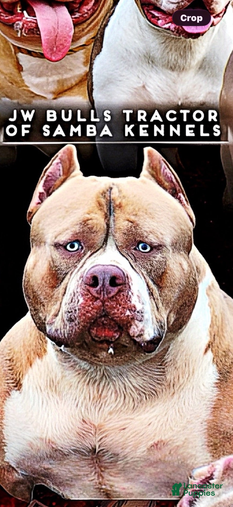 American Bully dogs American Bully 2 - Ad 2