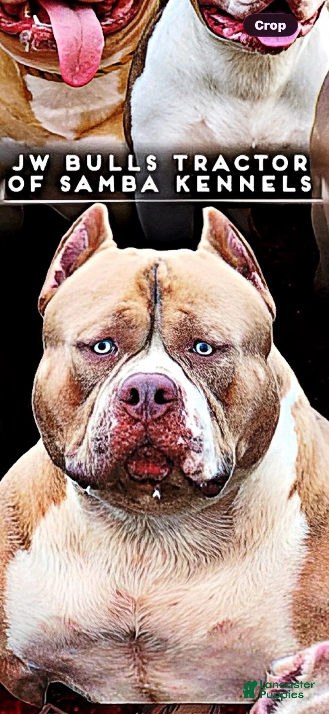American Bully dogs for sale: American Bully 2 - Ad 2