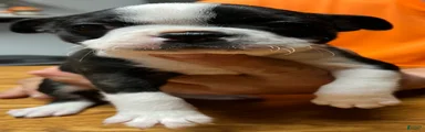 Boston Terrier 4 - Otto