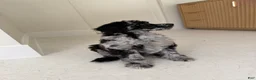 Miniature Poodle dogs for sale: Raven  - Ad 4