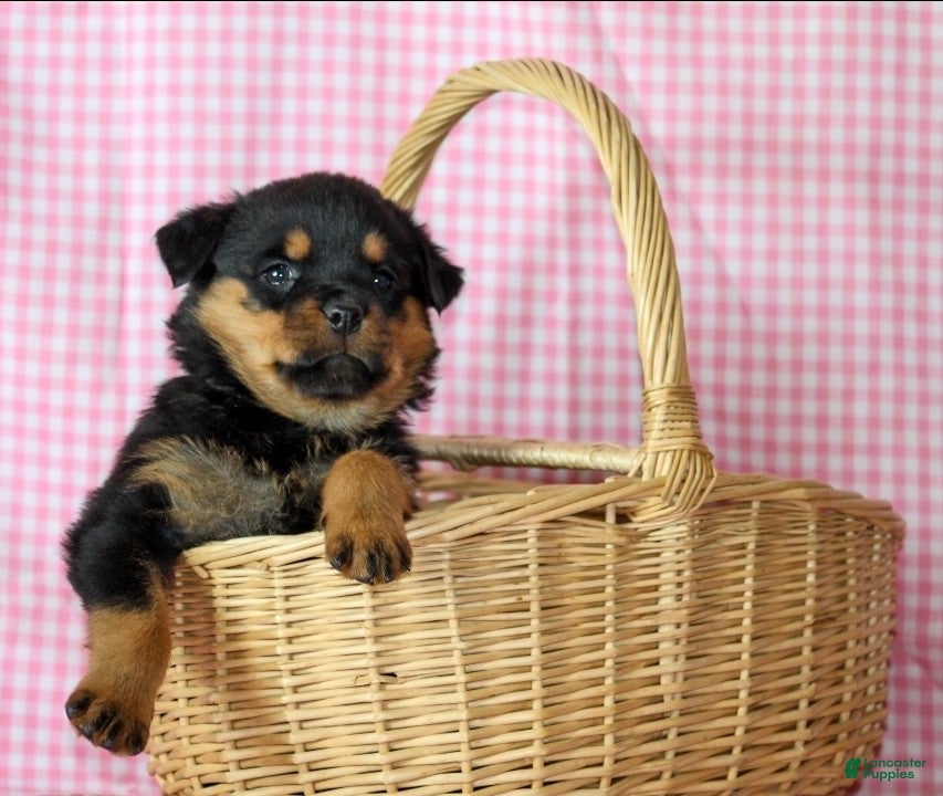 Rottweiler dogs Opal - Ad 11