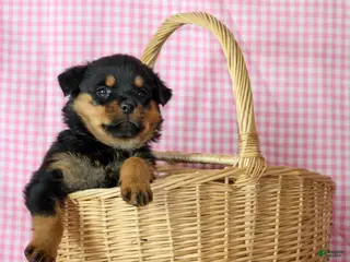 Rottweiler dogs Opal - Ad 11