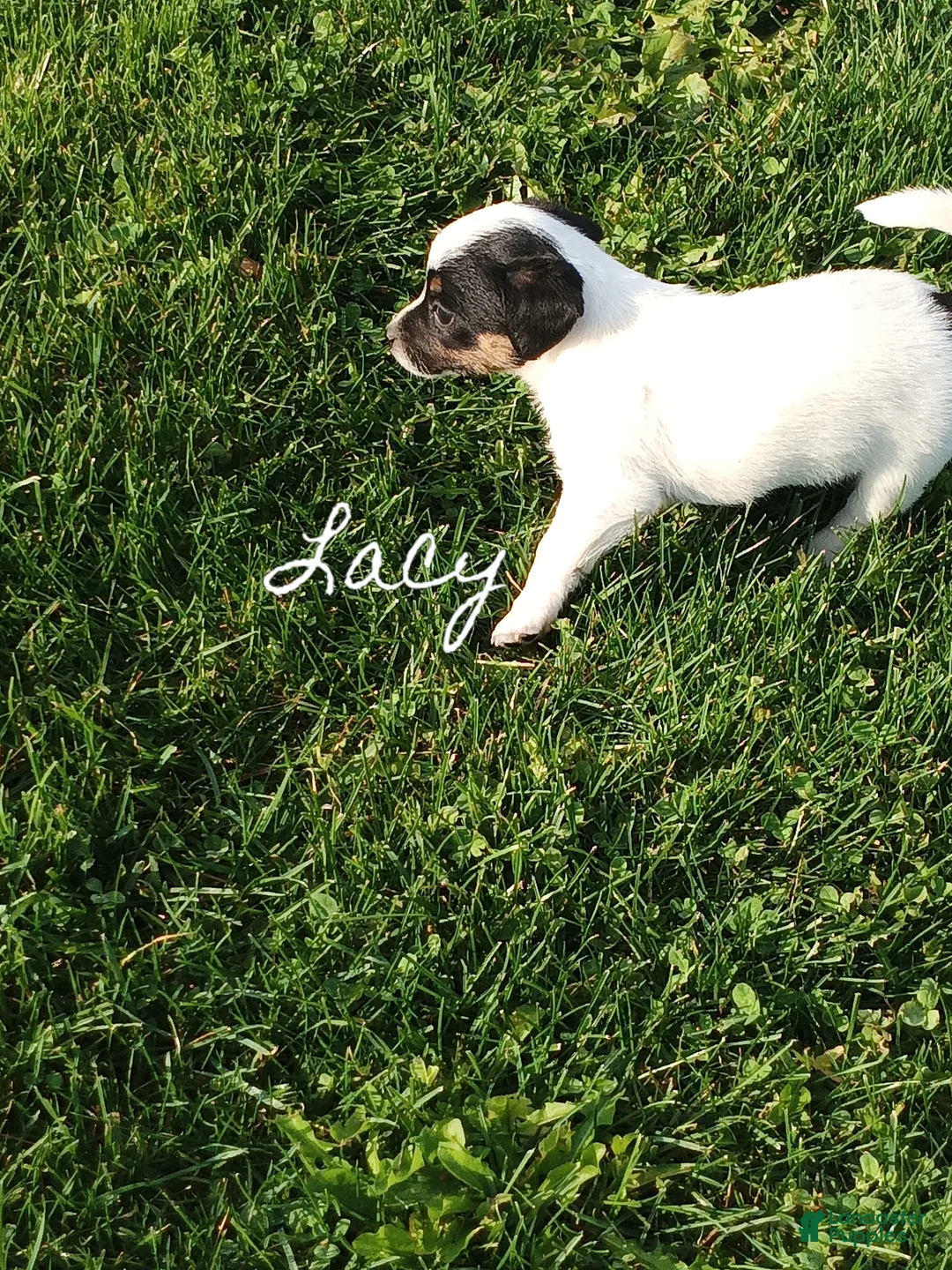 Chihuahua dogs for sale: Chihuahua 4 - Ad 2