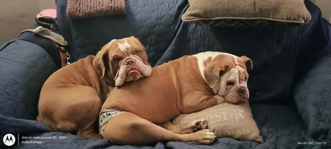 Olde English Bulldogge dogs for sale: Dudley Bulldogges Hera - Ad 7