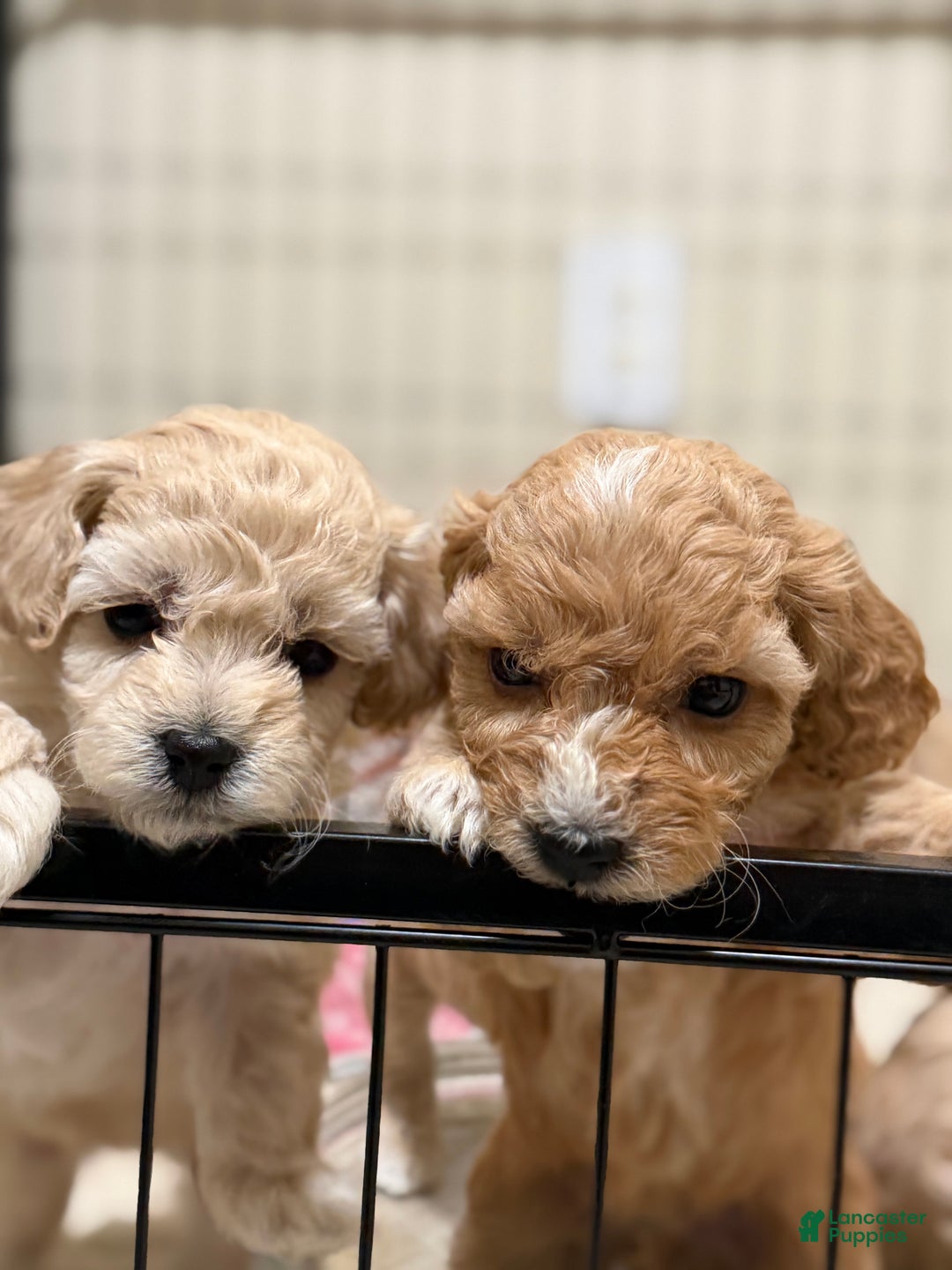 Bichpoo dogs for sale: Bichon frise Puppy 5 - Ad 2