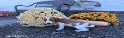 Welsh Springer Spaniel dogs for sale: Leslie - Ad 13