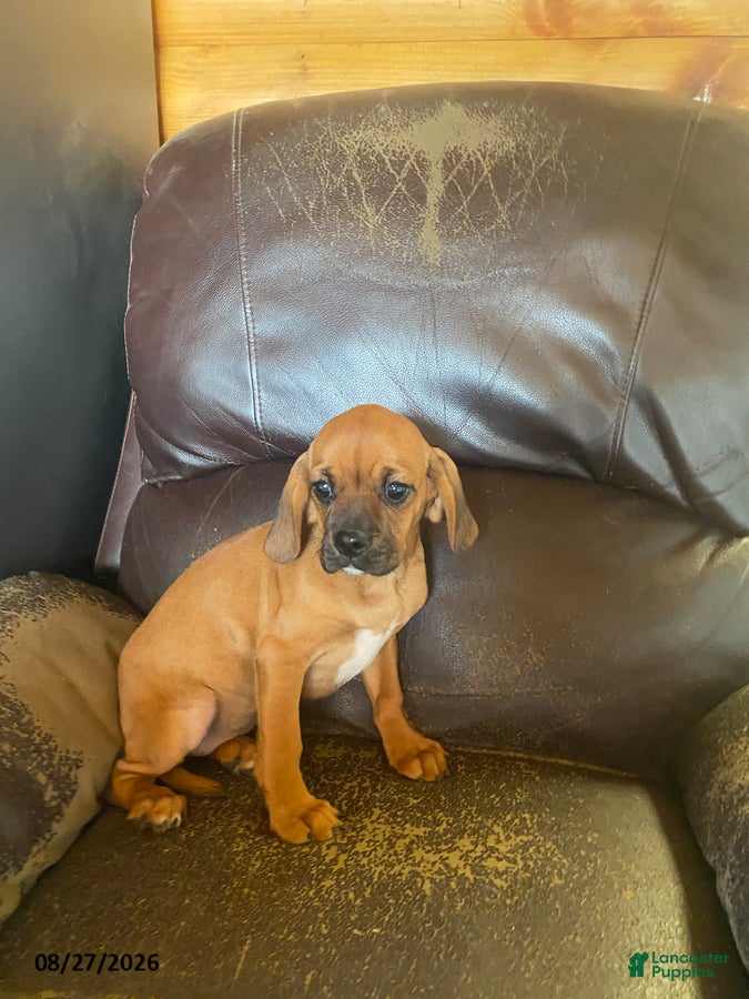 Mixed Breed dogs Lola - Ad 6