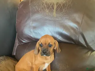 Mixed Breed dogs Lola - Ad 6