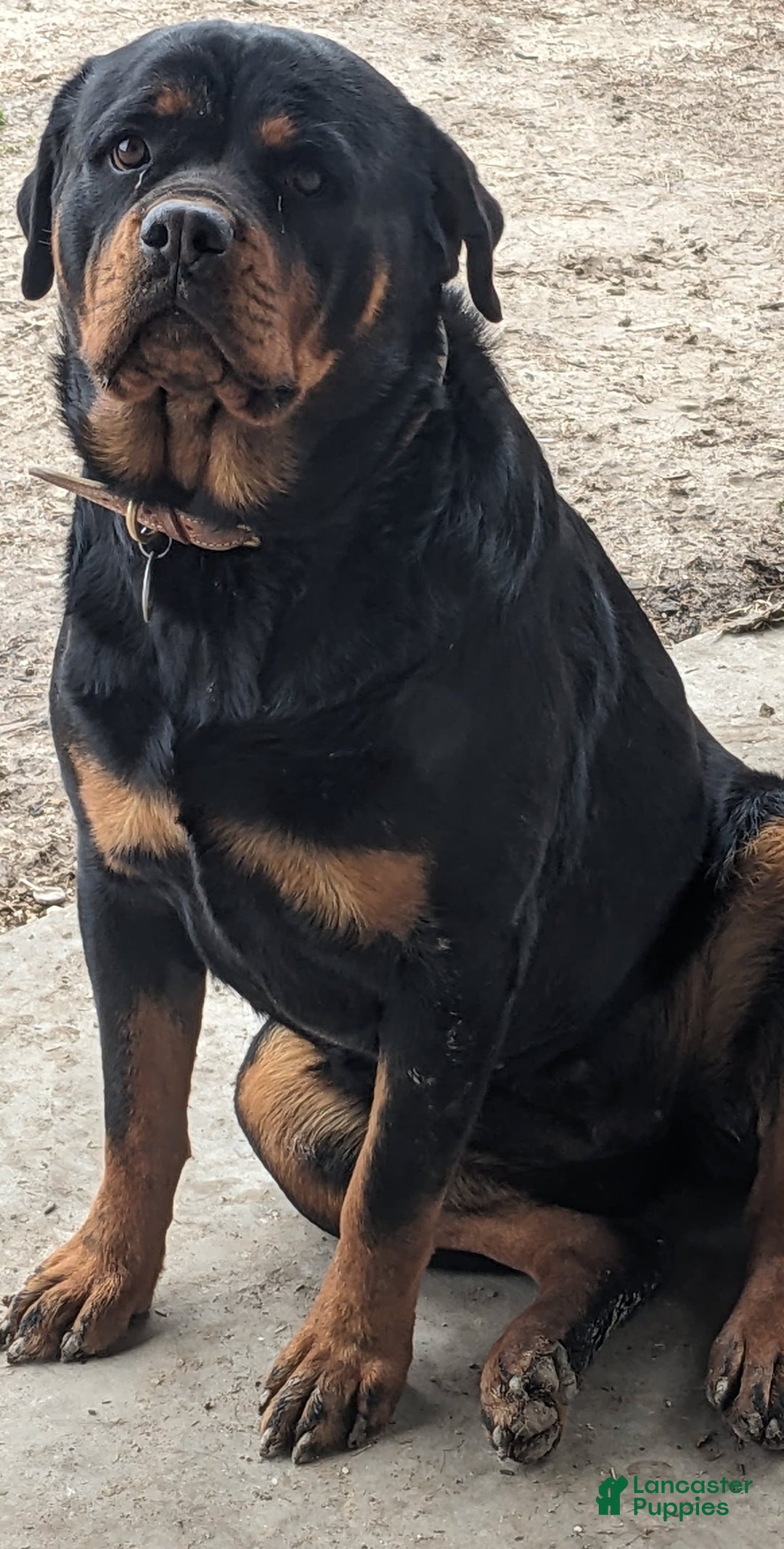 Gallery Image {{count}}