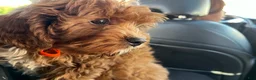 Cavapoo dogs for sale: Cavapoo 1 - Ad 7