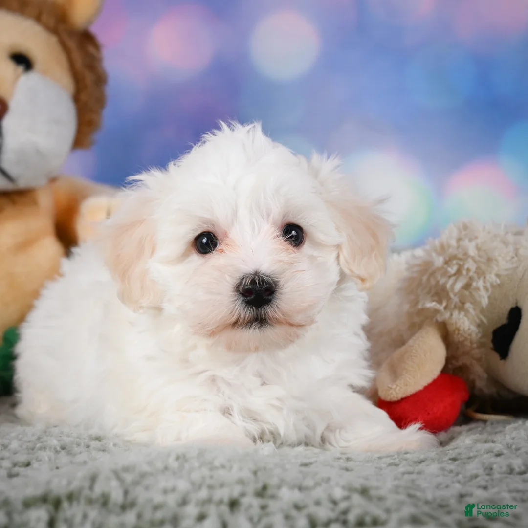 Maltipoo dogs for sale: milo - Ad 1