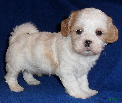 Shihpoo dogs for sale: Ripley - Ad 2