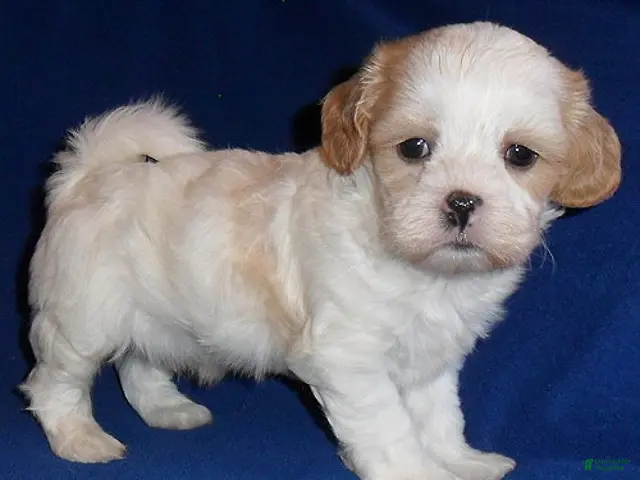 Shihpoo dogs for sale: Ripley - Ad 2