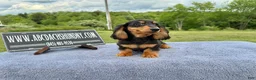 Miniature Dachshund dogs for sale: Russian male - Ad 4