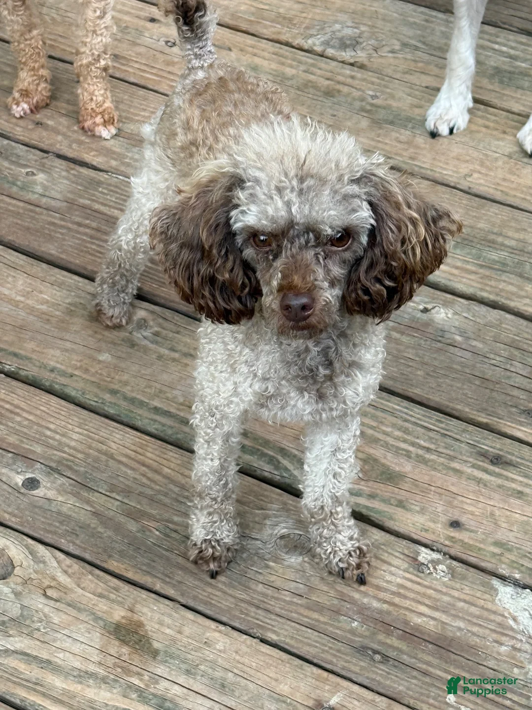 Miniature Poodle dogs for sale: Miniature Poodle 1 - Ad 3