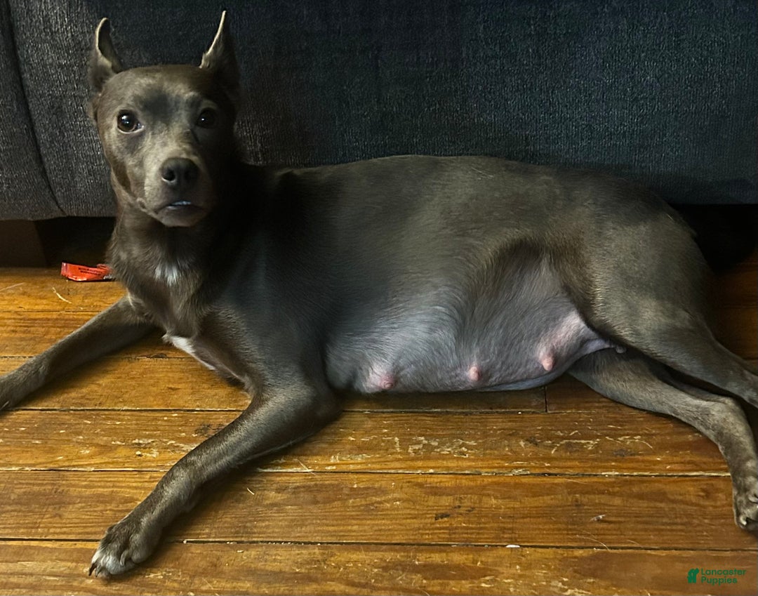 Mixed Breed dogs for sale: Jax - Ad 2