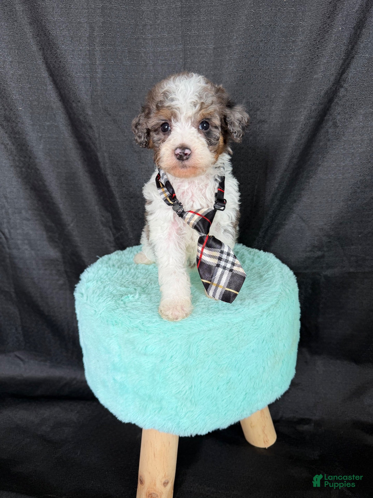 Miniature Poodle dogs Akc Clear 🧬 tested Blue Merle Phantom Parti Boy - Ad 22