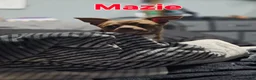 Chihuahua dogs for sale: Magic  - Ad 6