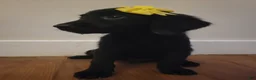 Mixed Breed dogs for sale: Mixed Breed 11 - Ad 3