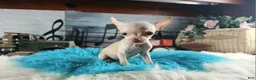 Chihuahua dogs for sale: Vanillas Teacup Boy. Hand Delivery  - Ad 10