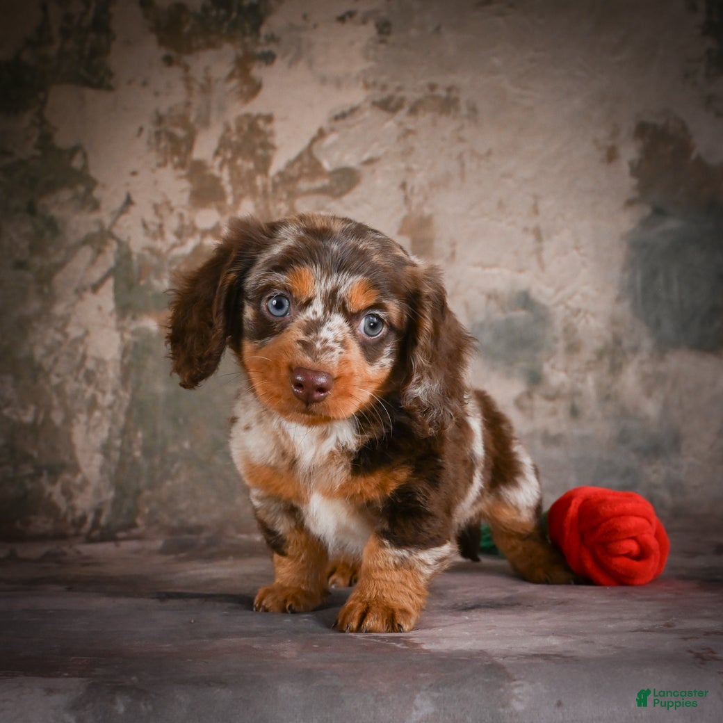 Miniature Dachshund dogs Snoopy - Ad 1