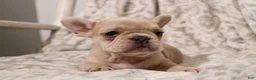 French Bulldog dogs for sale: Lacey - Ad 12