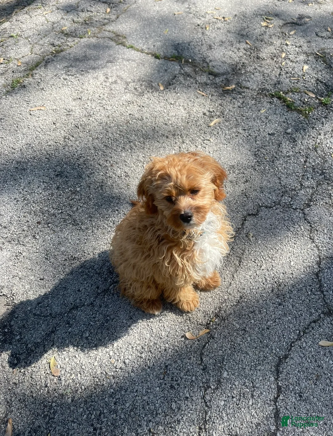 Cavapoo dogs for sale: Cavapoo Puppy 1 - Ad 2