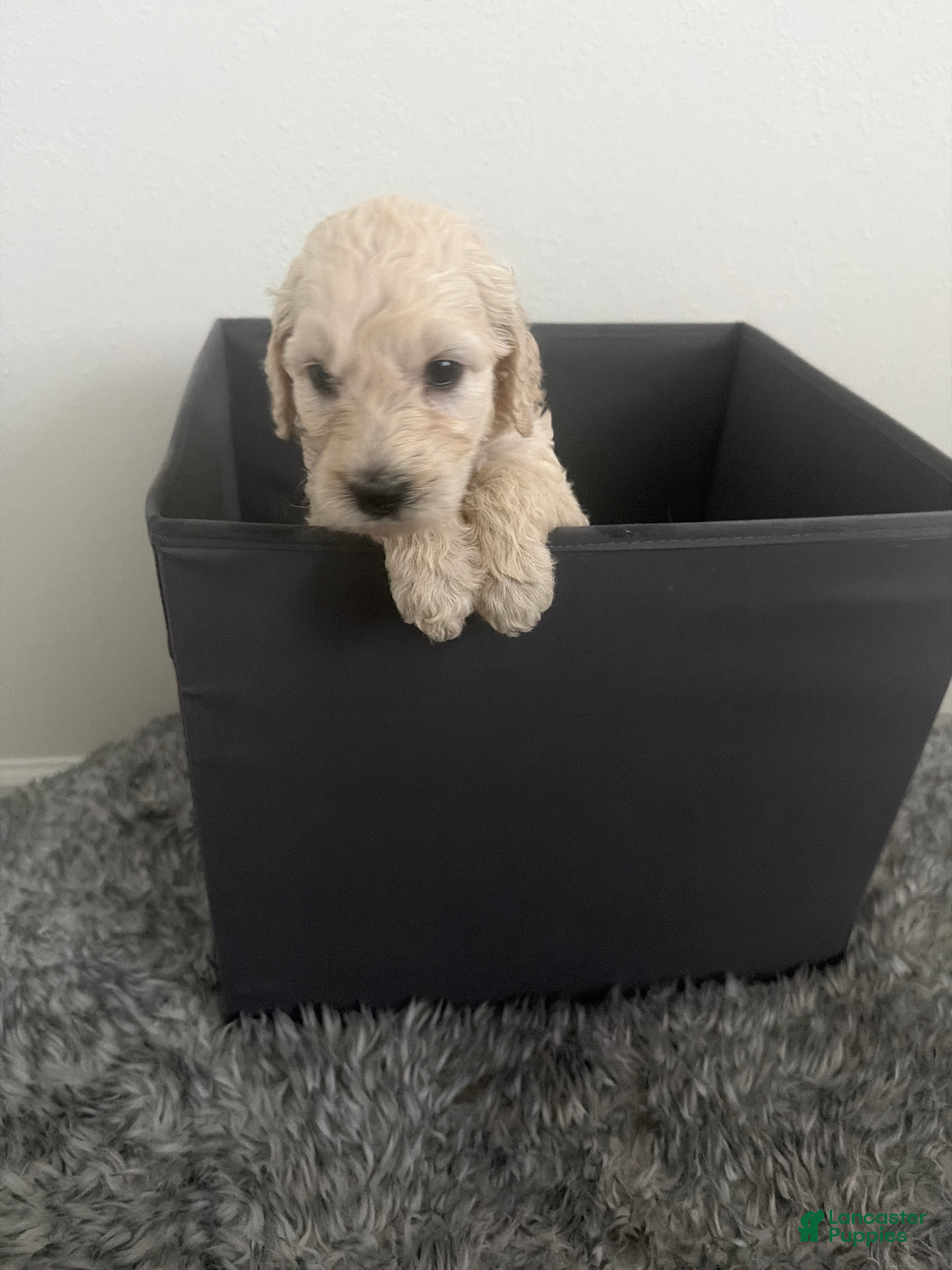 Goldendoodle dogs for sale: Goldendoodle (Blonde) - Ad 1