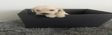 Goldendoodle (Blonde)