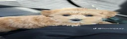 Maltipoo dogs for sale: Maltipoo 3 - Ad 6