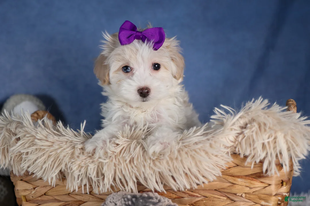 Havapoo dogs for sale: FANCY - Ad 7