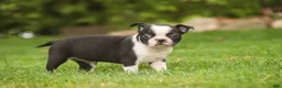 Boston Terrier dogs for sale: Blossom Boston Terrier  - Ad 7