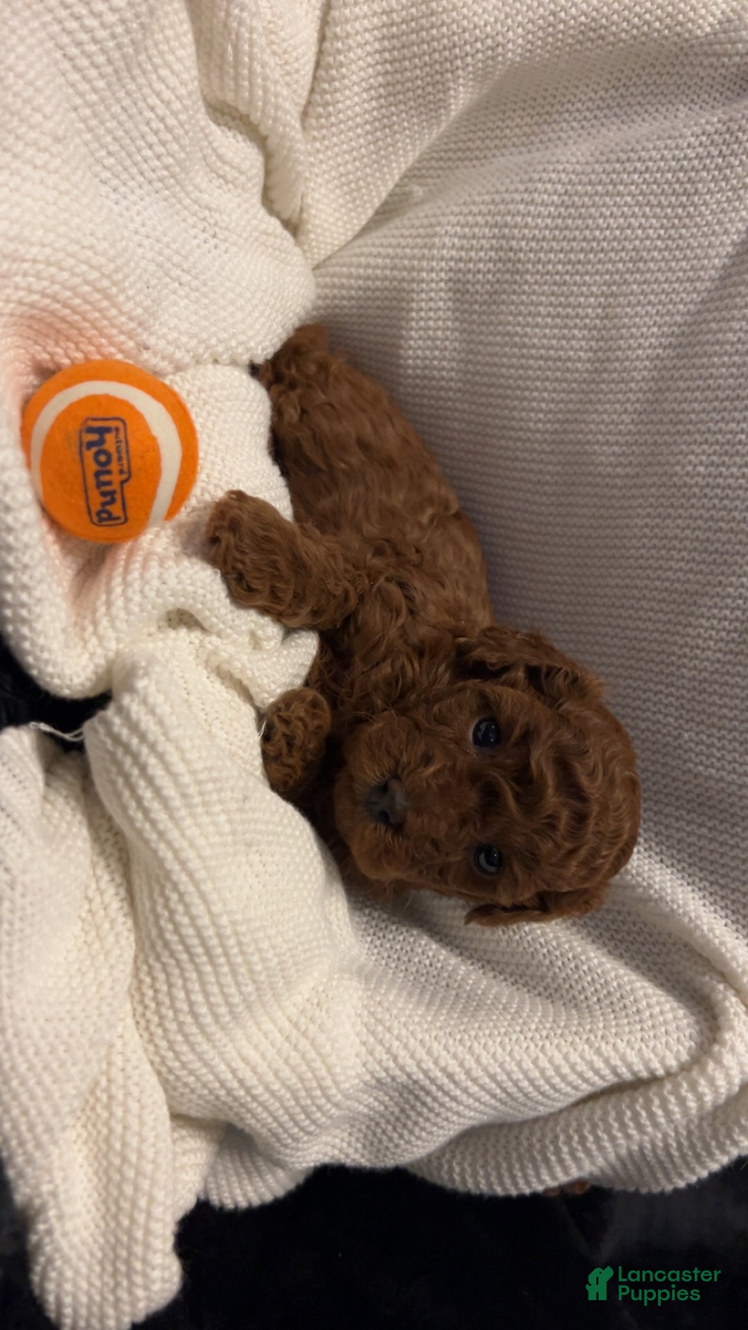 Toy Poodle dogs for sale: Dorthy - Ad 14