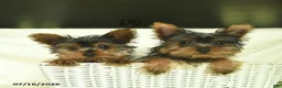 Yorkshire Terrier dogs for sale: Prince   - Ad 5