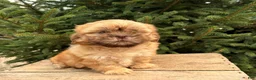 Shih Tzu dogs for sale: Java - Ad 3