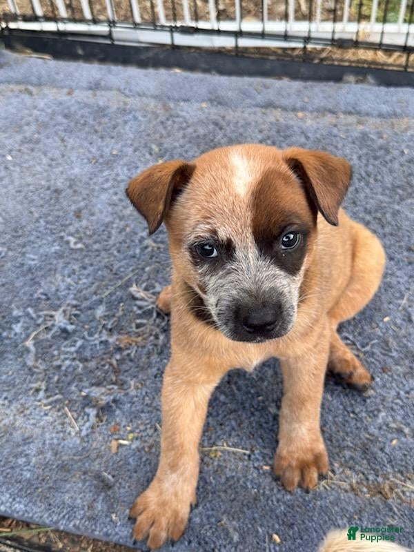 Australian Cattle Dog dogs Australian Cattle Dog 6 - Ad 24