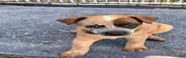 Australian Cattle Dog 6