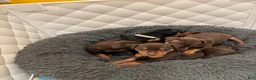Miniature Pinscher dogs for sale: Queen  - Ad 7