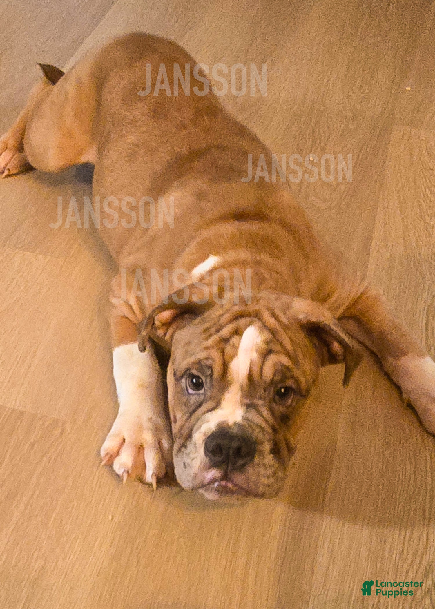Olde English Bulldogge dogs Olde English Bulldogge Puppy Bob - Ad 9