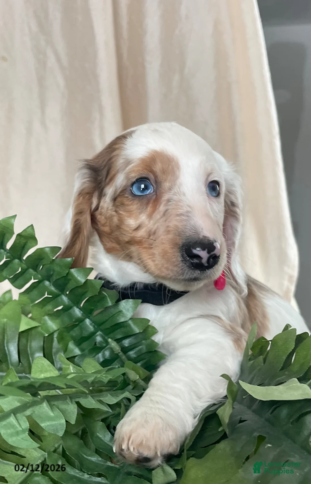 Miniature Dachshund dogs for sale: Lucky Charms - Ad 8