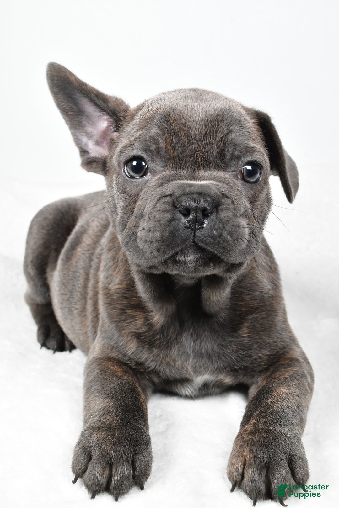 Mixed Breed dogs for sale: Rambo - Ad 3