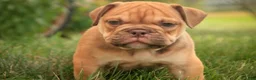 English Bulldog dogs for sale: Titus English Bulldog  - Ad 5