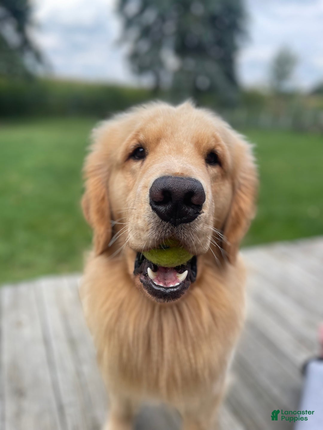 Golden Retriever dogs for stud: Golden Stud - Ad 5