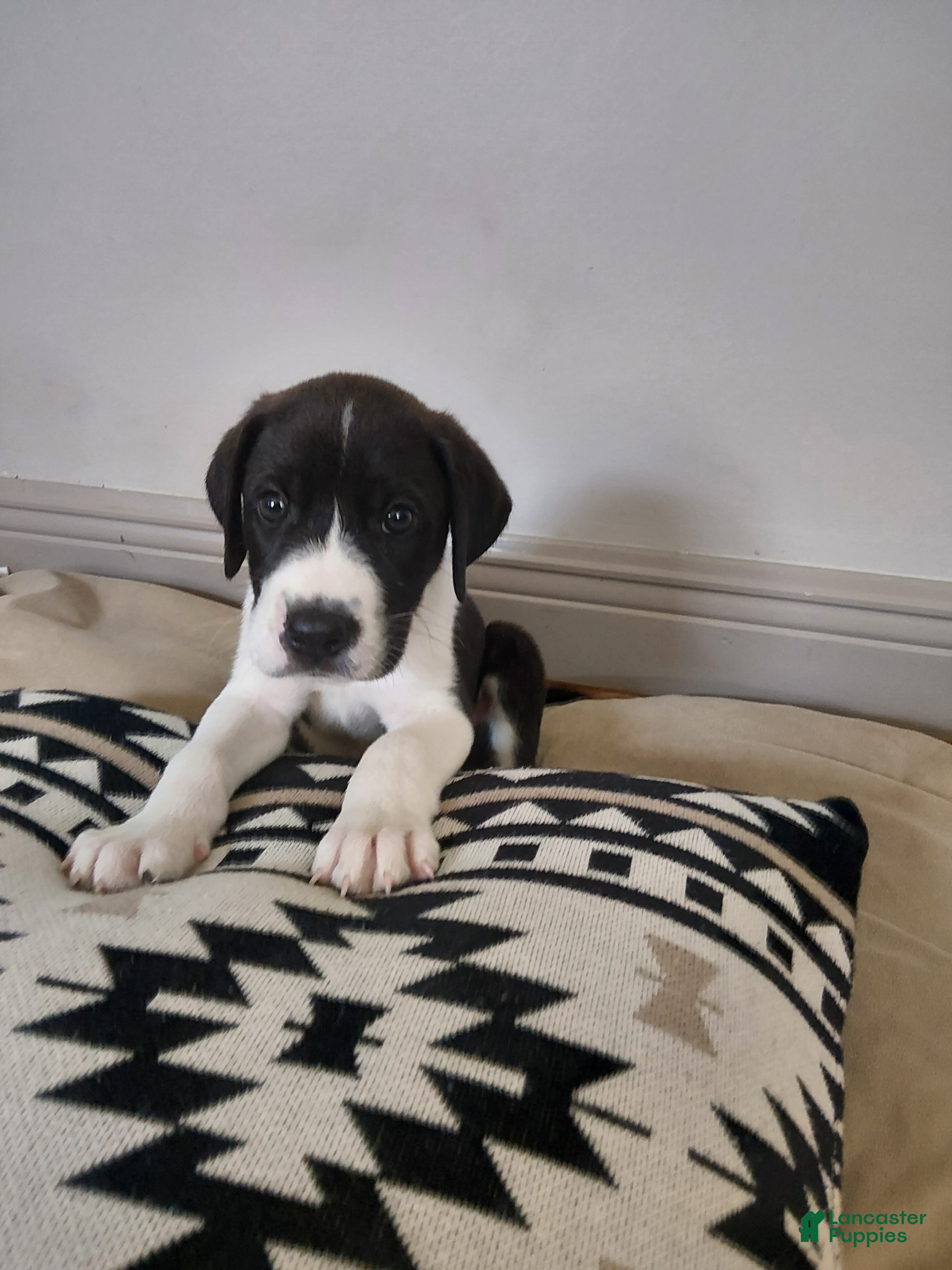 Mixed Breed dogs Thor - Ad 34