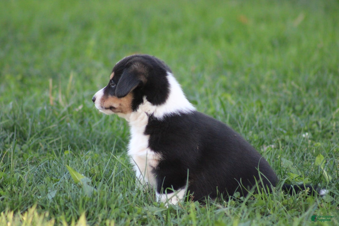 Mixed Breed dogs for sale: Arlo - Ad 10