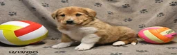 Mixed Breed dogs for sale: Kash - Ad 3