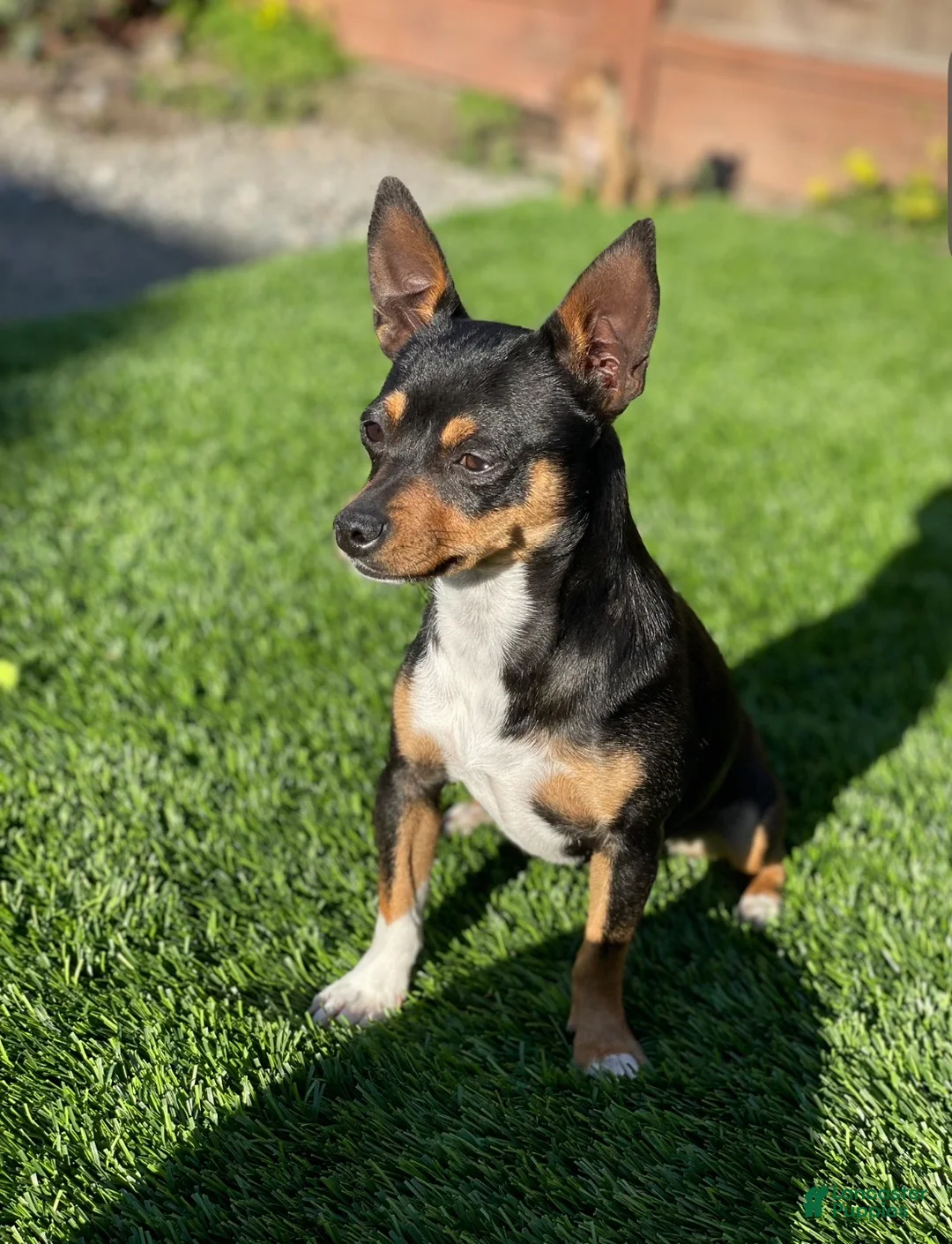 Chihuahua dogs for sale: Chihuahua Puppy 3 - Ad 6