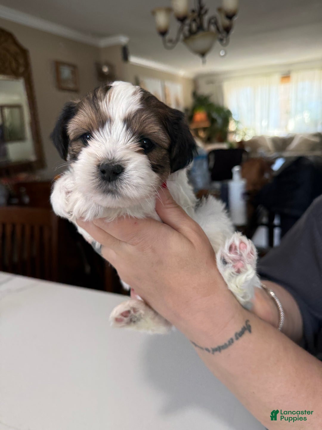 Shorkie dogs for sale: Shorkie Puppy 1 Milo - Ad 2