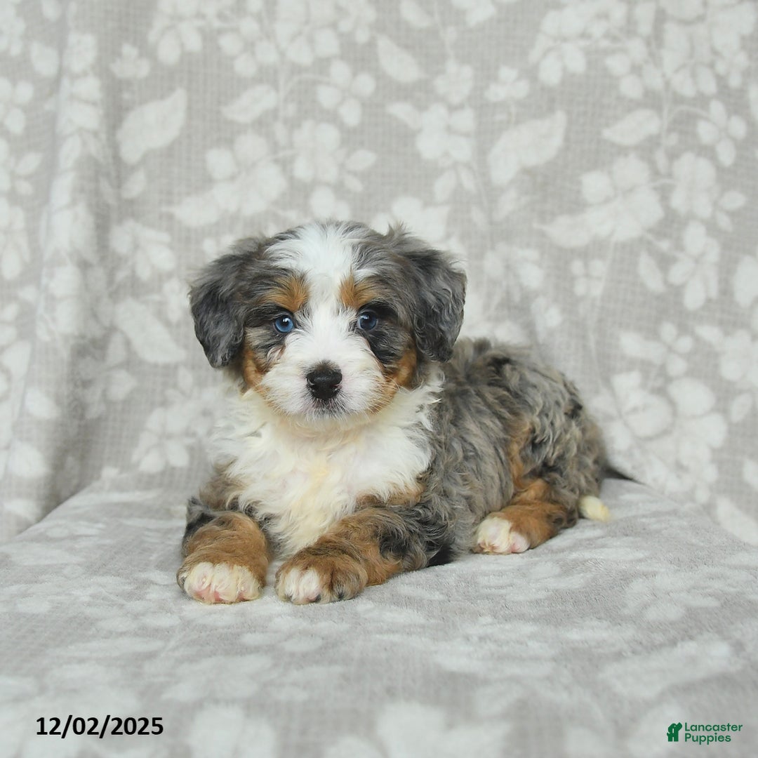 Mini Bernedoodle dogs for sale: Tommie - Ad 5