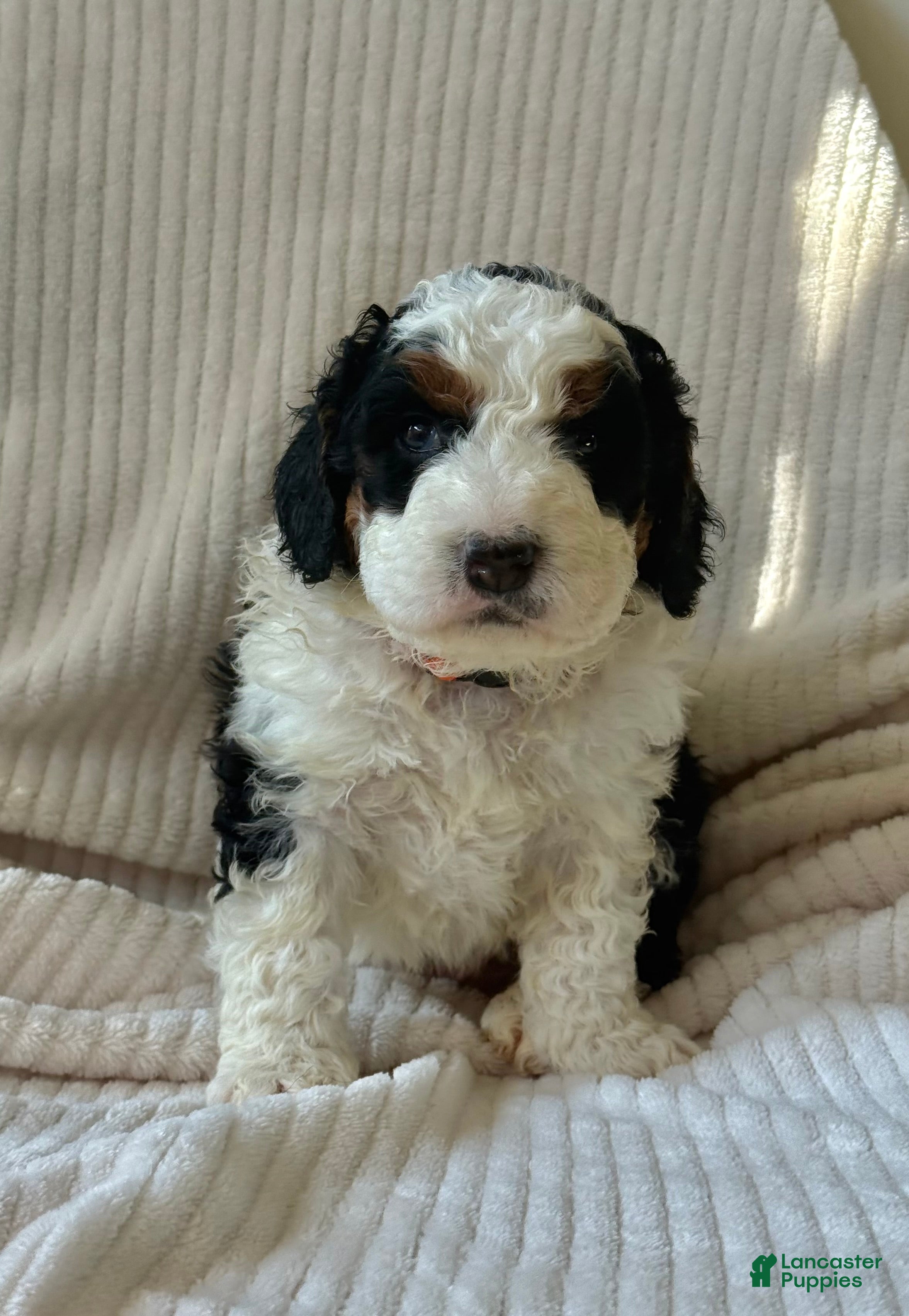 Mini Bernedoodle dogs Bruno - Ad 7